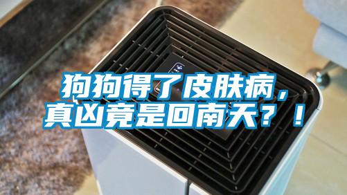 狗狗得了皮膚病，真兇竟是回南天？！